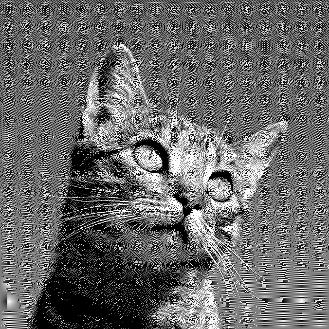 Dithered cat