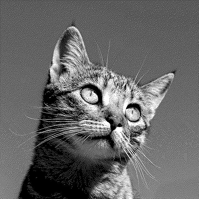 Atkinson cat