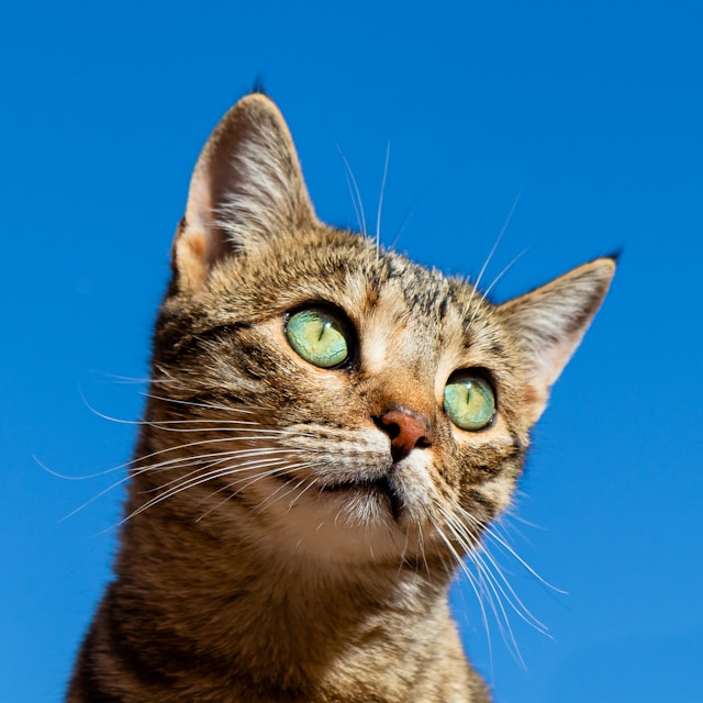 Original cat