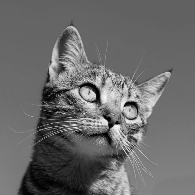 Grayscale cat
