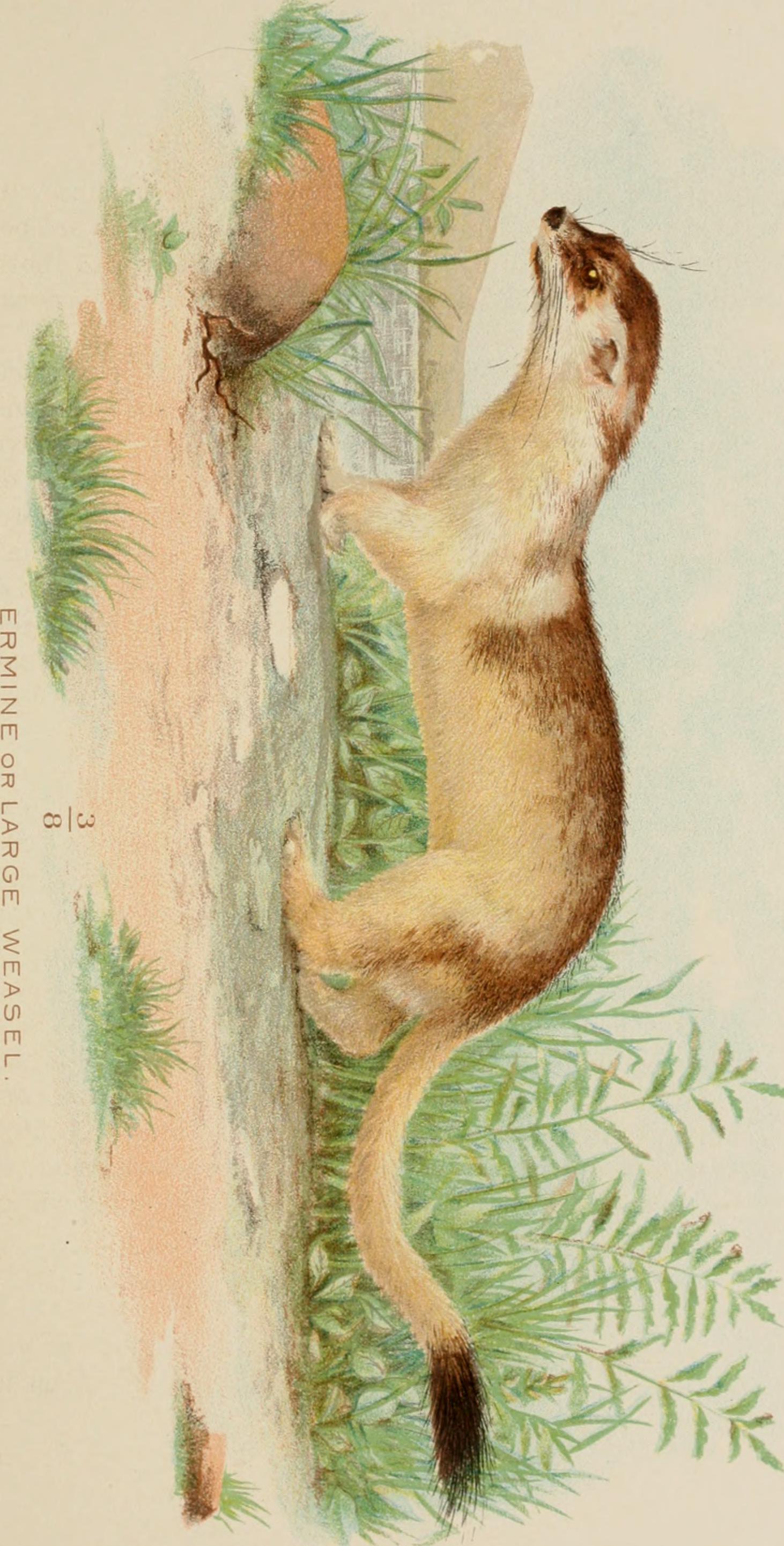 A 19th century painting of a weasel.